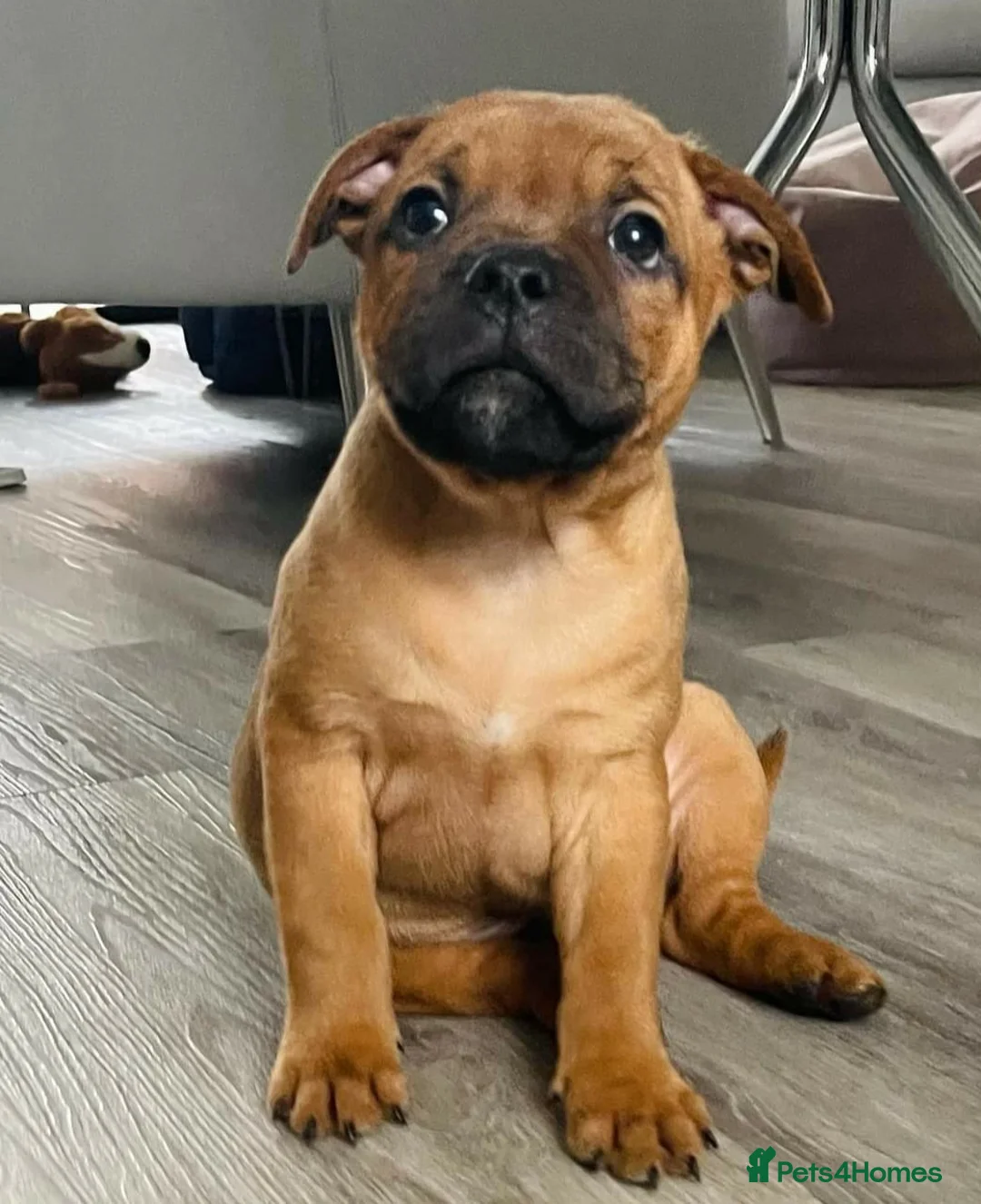 Staffordshire Bull Terrier dogs for stud: 🥨CHIEF CHAMPION SIRED 🥨🏆  in Rochdale - Advert 14