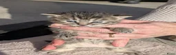 Domestic Shorthair cats for sale: 2 boys and 3 girls ginger in a separate listing. - Advert 16