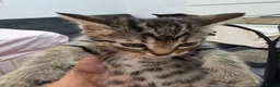 Mixed Breed cats for sale: Adorable Mixed Breed Kittens  in London - Advert 2