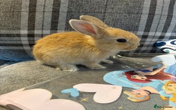 Rex rabbits for sale: Rex cross Mini Lop  - Image 3