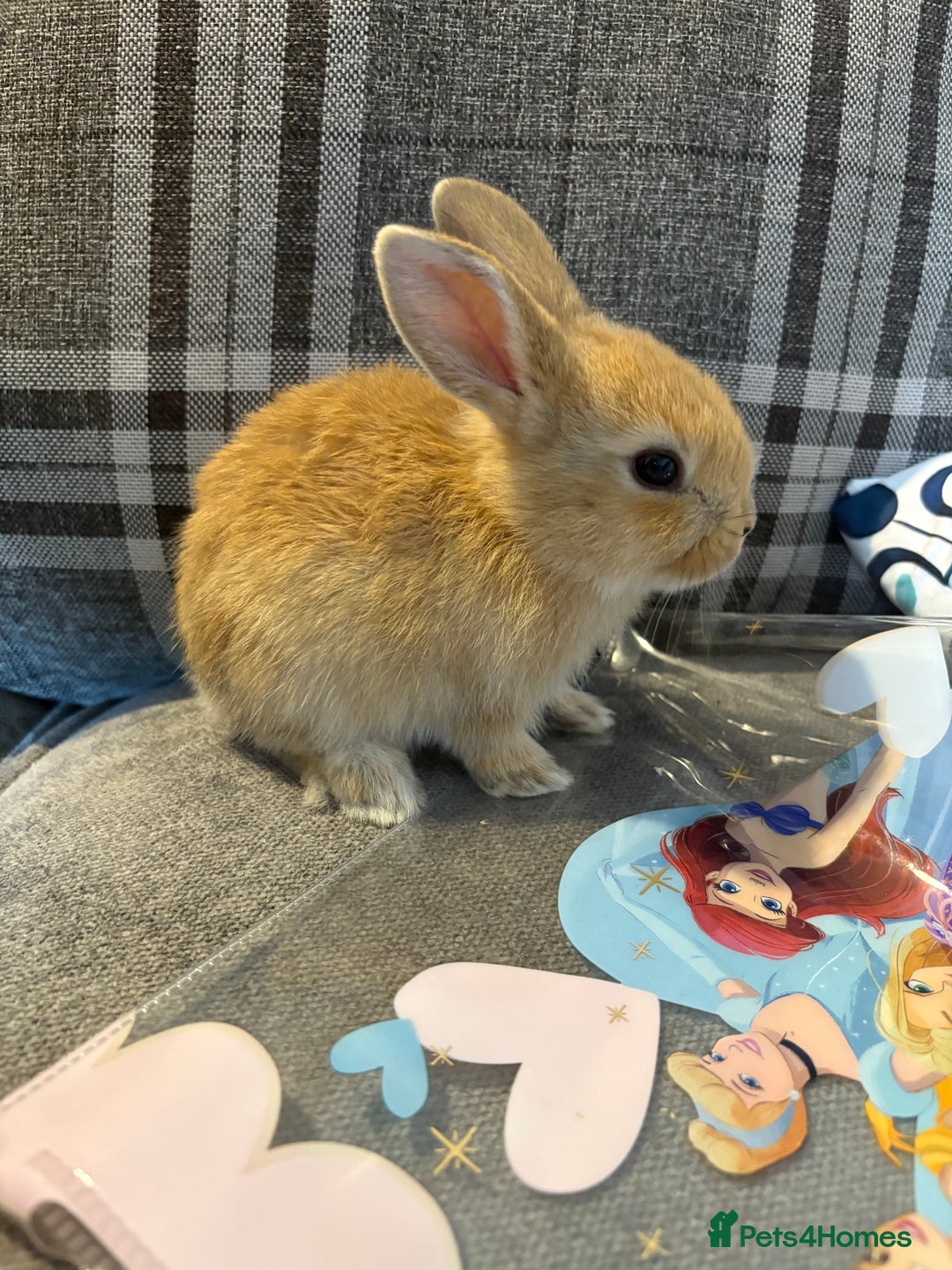 Rex rabbits for sale: Rex cross Mini Lop  - Image 3