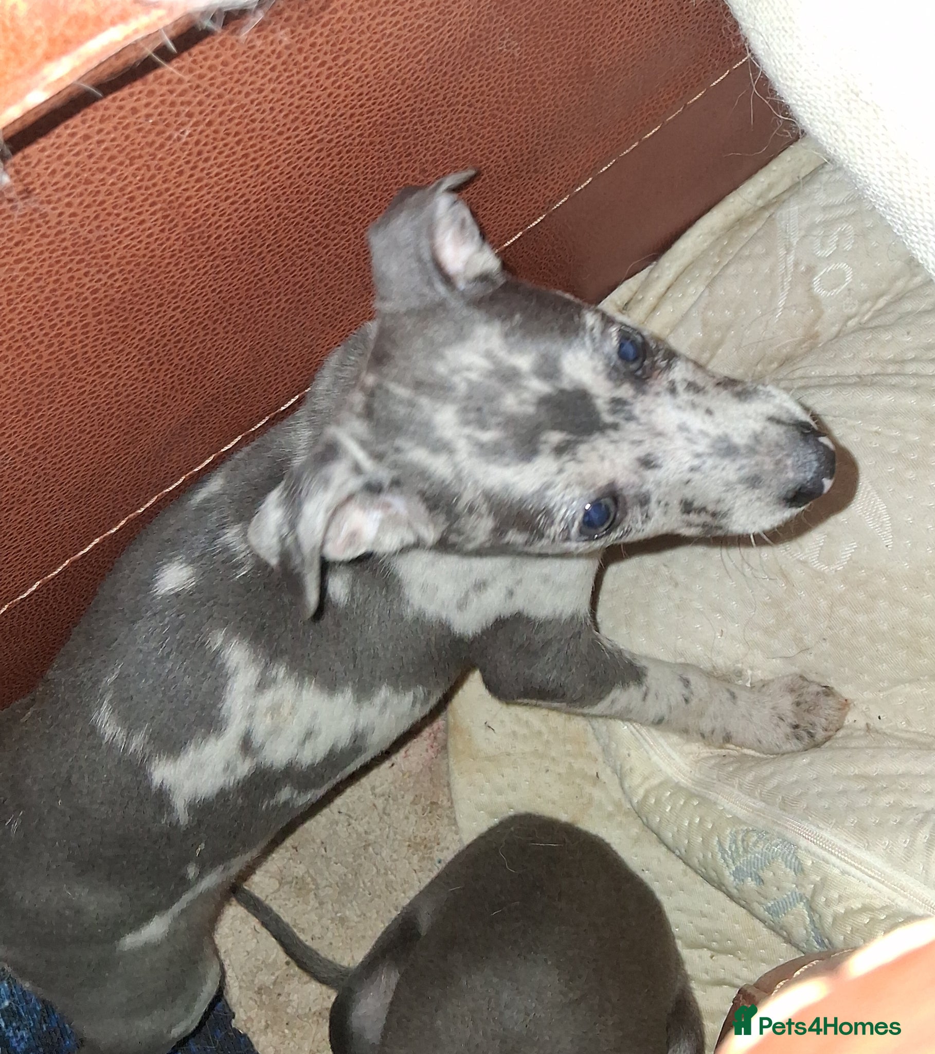 Italian Greyhound dogs Italian greyhound / whippet  - Advert 1