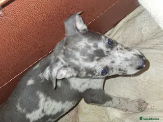 Italian Greyhound dogs Italian greyhound / whippet - Advert 8