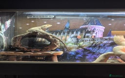 Bearded Dragon reptiles for sale: Bearded dragon for sale  - Advert 2