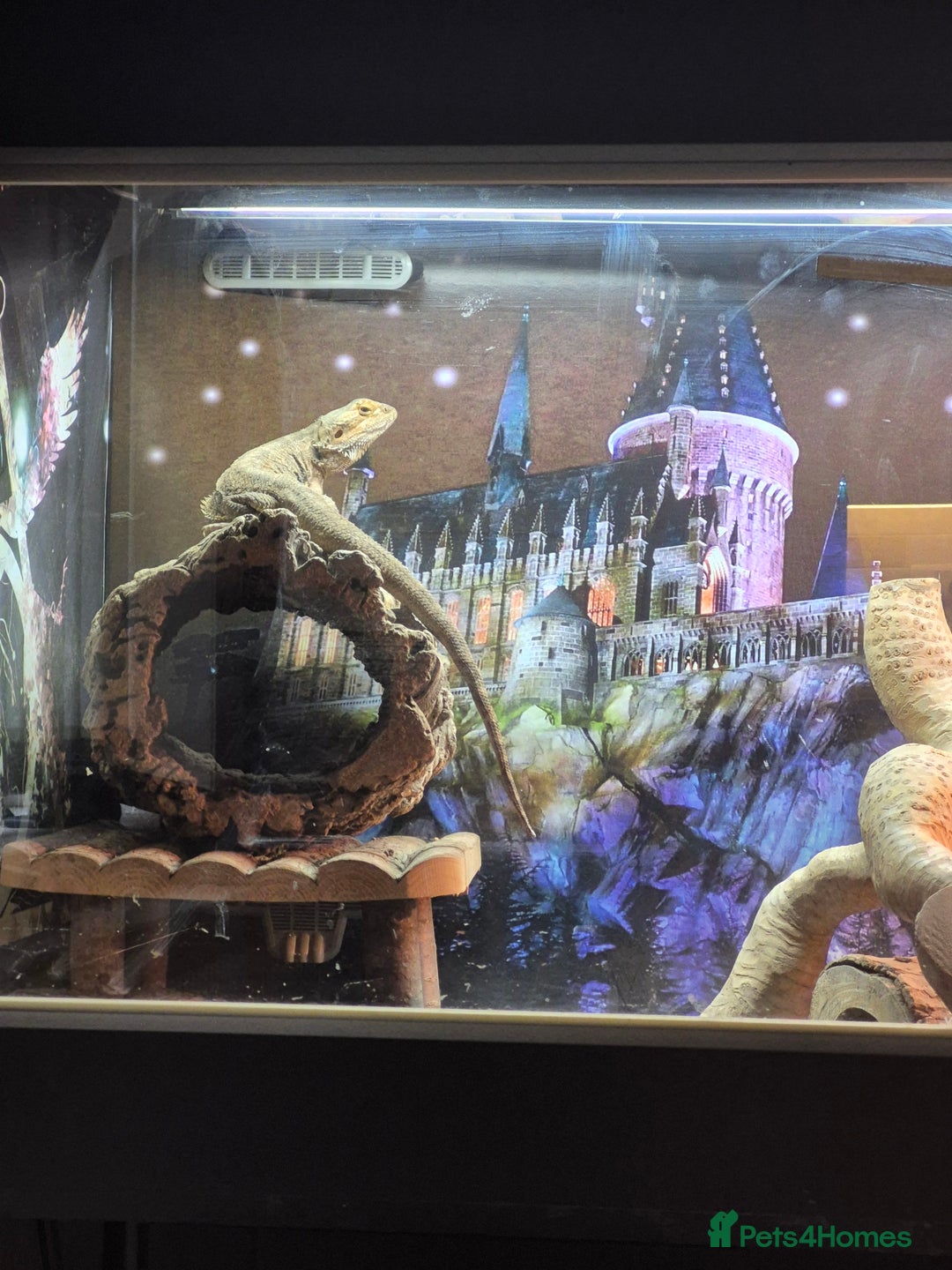 Bearded Dragon reptiles for sale: Bearded dragon for sale  - Advert 2