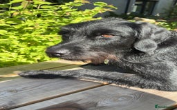 Labradoodle dogs for sale: Bonnie - Labradoodle - Advert 4