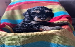 Cockapoo dogs for sale: Extensively health tested Cockapoo puppy’s  - Image 21