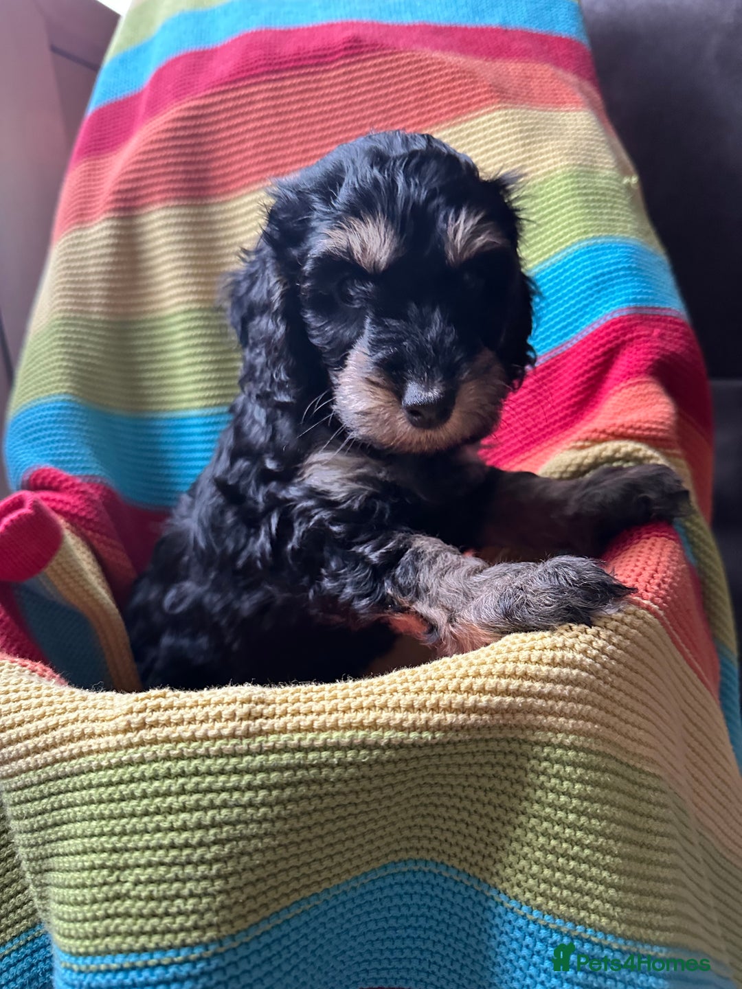 Cockapoo dogs for sale: Extensively health tested Cockapoo puppy’s  - Image 21