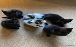 Mixed Breed cats for sale: Beautiful Kittens - Ready now in Maidstone - Image 11