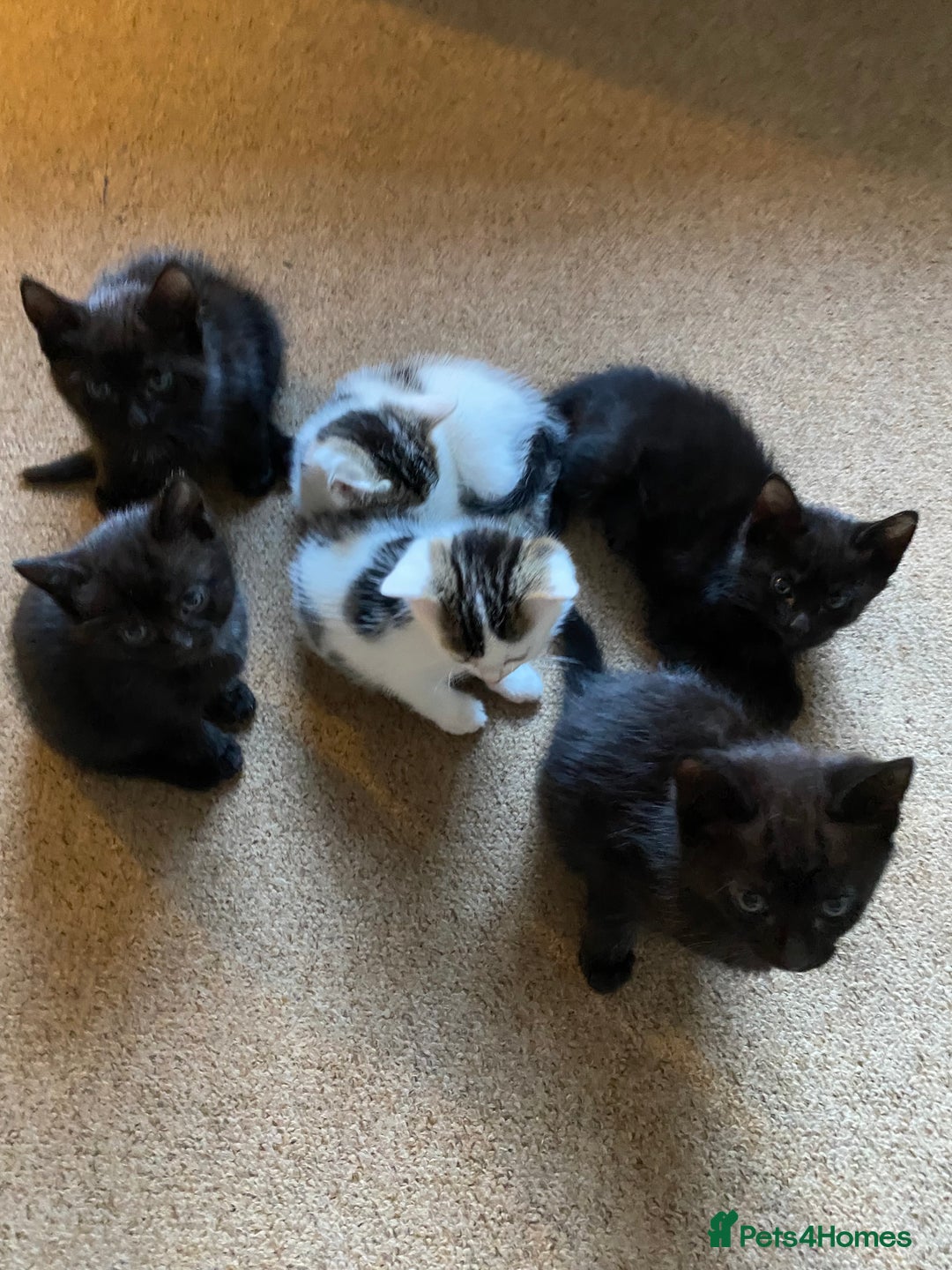 Mixed Breed cats for sale: Beautiful Kittens - Ready now in Maidstone - Image 11