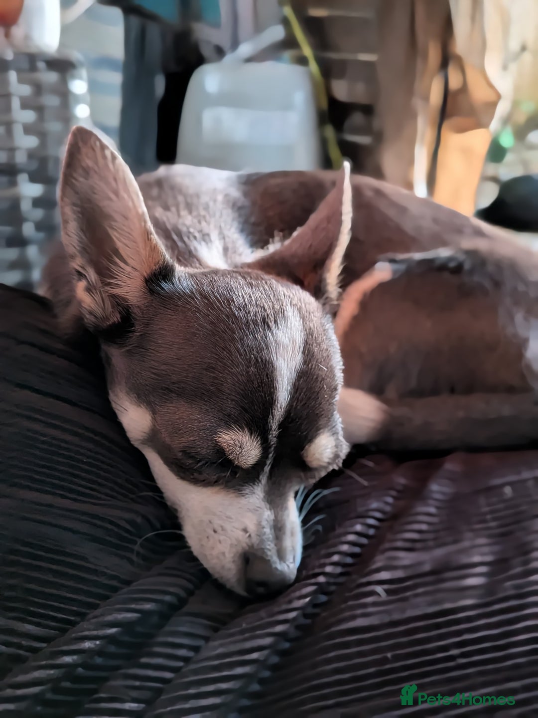 Chihuahua dogs for sale: 9 month old female blue/lavender Chihuahua  - Image 3
