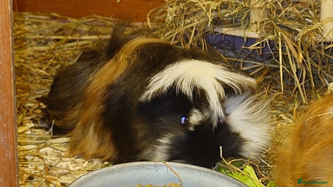 Guinea Pig rodents Peruvian Guinea pigs baby boys - Advert 1