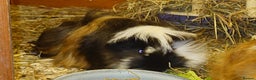 Guinea Pig rodents for sale: Peruvian Guinea pigs baby boys - Advert 1