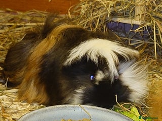 Guinea Pig rodents Peruvian Guinea pigs baby boys - Advert 1