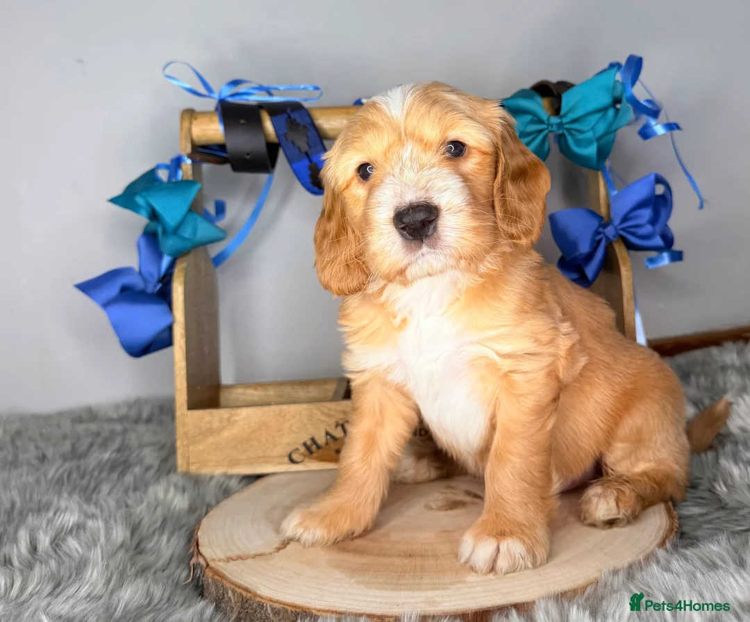 Australian Labradoodle dogs for sale: Australian labradoodle  - Advert 19