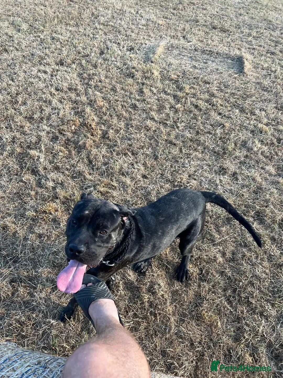 Cane Corso dogs for sale: Cane corso in Watford - Advert 2
