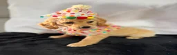 Cockapoo dogs for sale: Beautiful Yankydoodles  - Advert 6