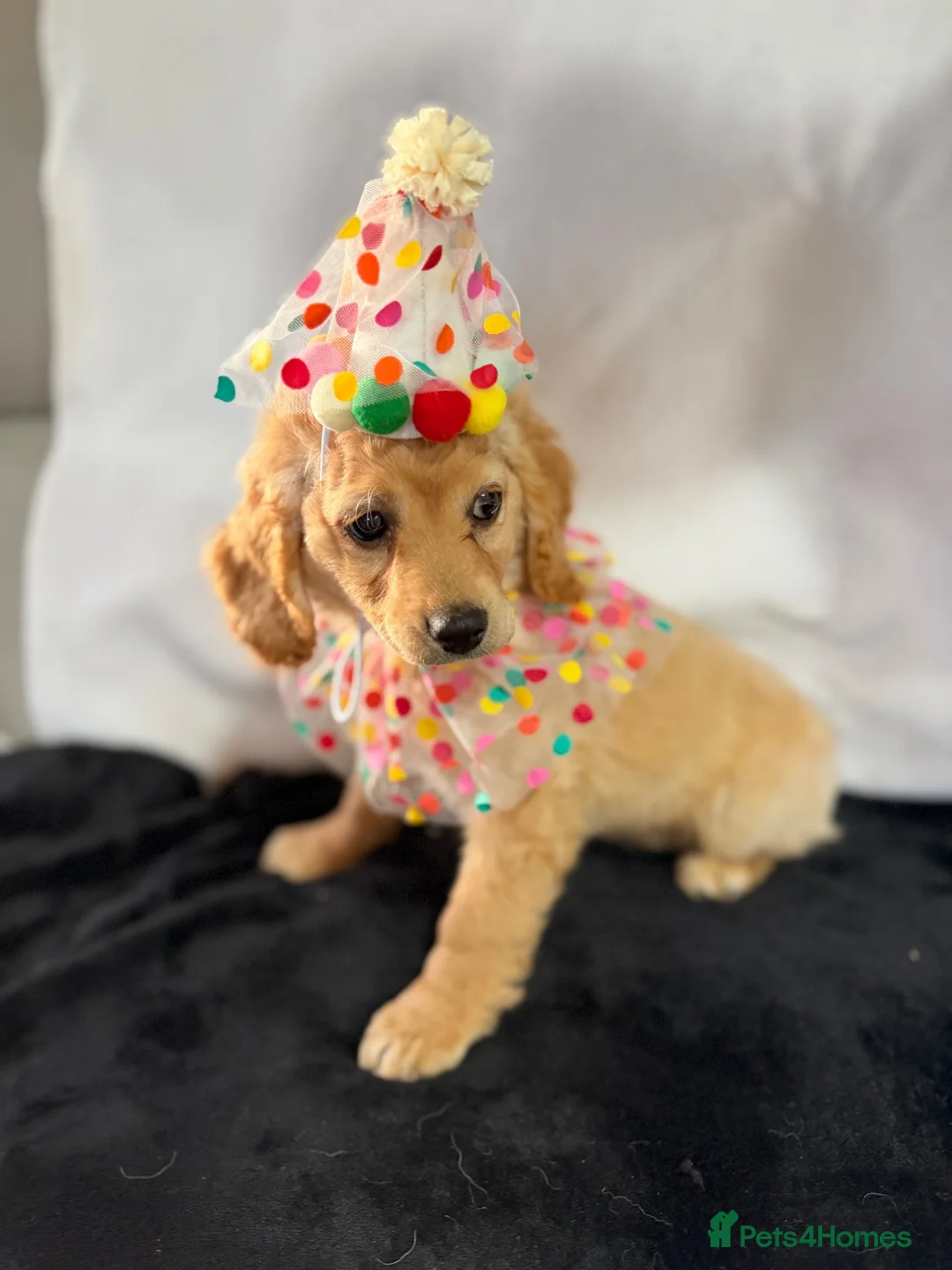 Cockapoo dogs for sale: Beautiful Yankydoodles  - Advert 6