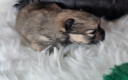 Pomeranian dogs for sale: 4 beautifull pomeranian puppies  - Advert 26