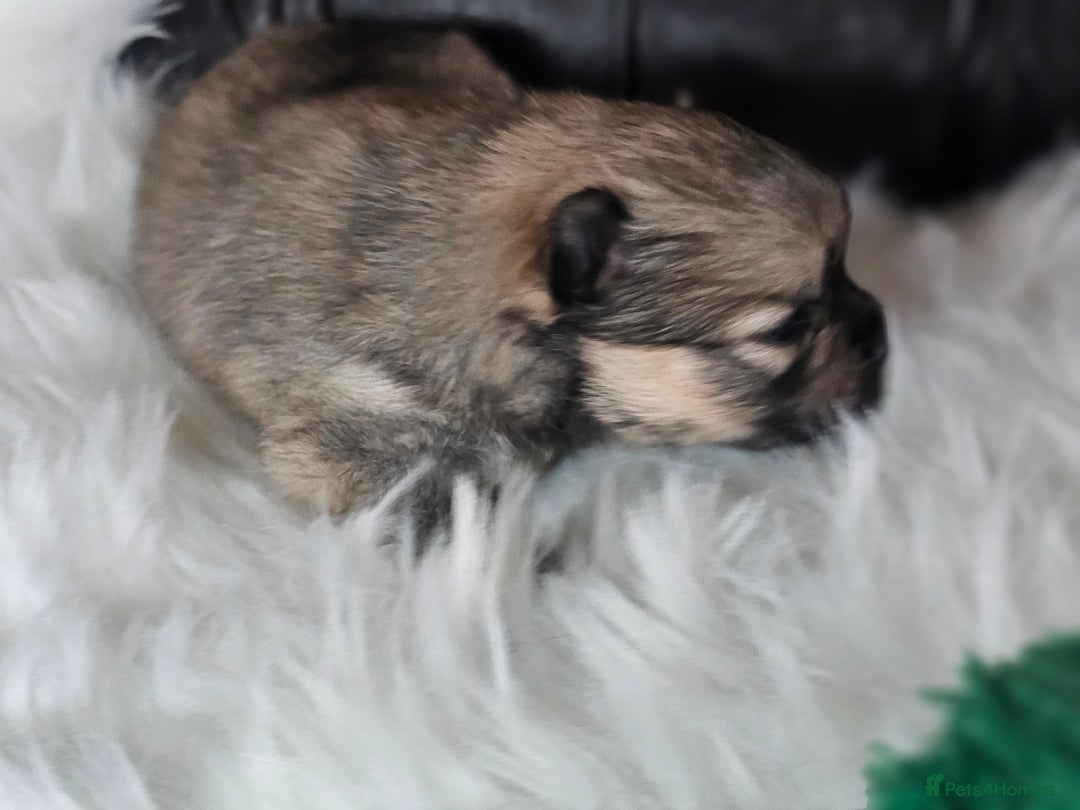 Pomeranian dogs for sale: 4 beautifull pomeranian puppies  - Advert 26