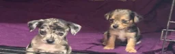 Jackshund dogs for sale: Beautiful jackweenies for sale  - Advert 19