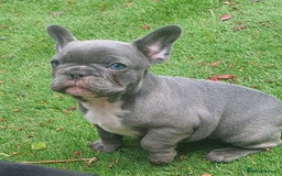 French Bulldog dogs for stud: Gorgeous Lilac And Tan self tying Frenchie Stud - Image 6