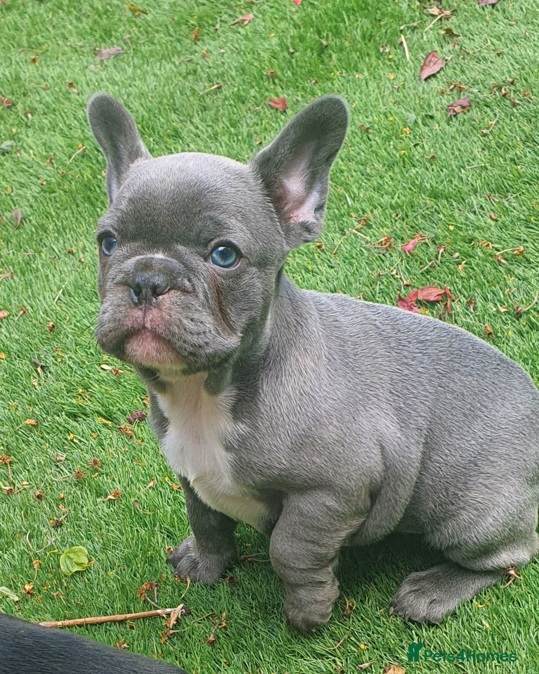 French Bulldog dogs for stud: Gorgeous Lilac And Tan self tying Frenchie Stud - Image 6