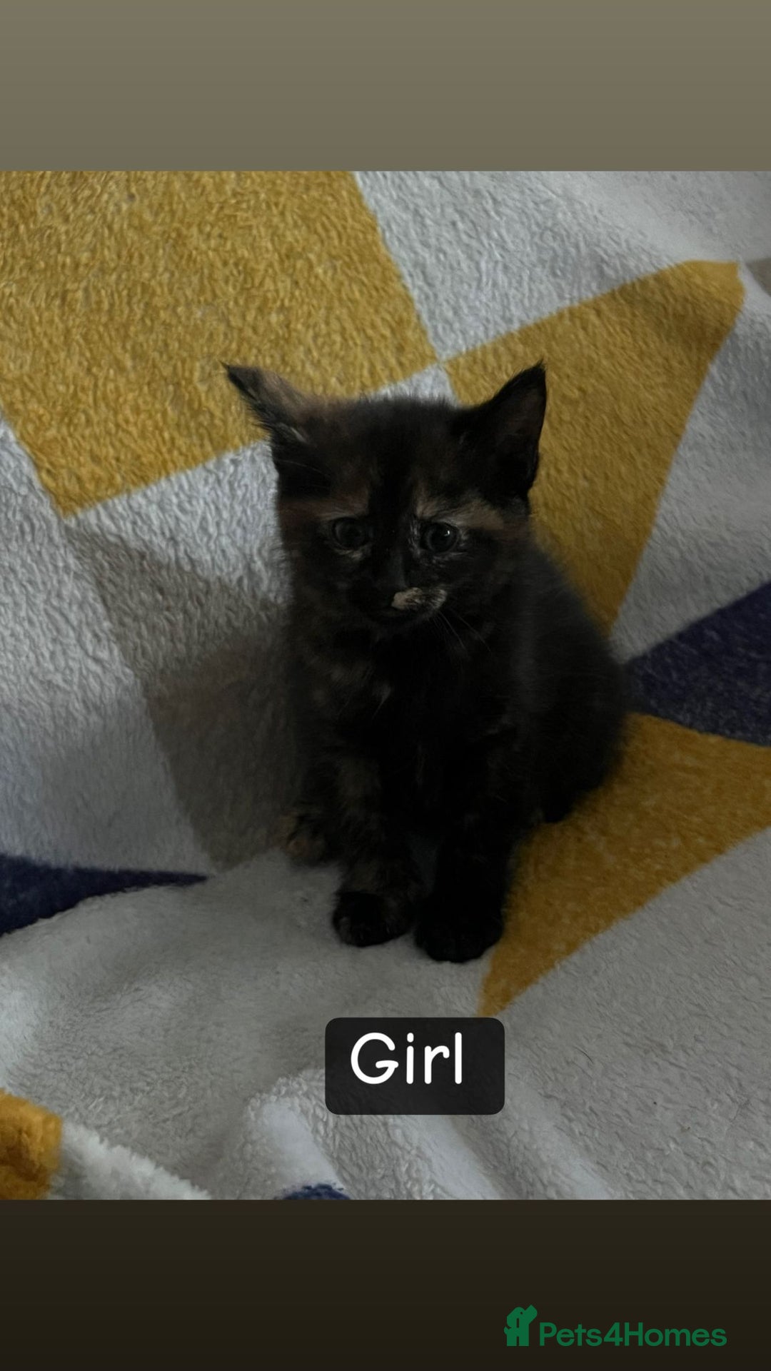 British Shorthair cats for sale: Selling cats  - Advert 5