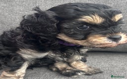 Cavapoo dogs for sale: 🌟HEALTH TESTED F1B CAVAPOO MERLE STUNNING PUPPIES - Image 13