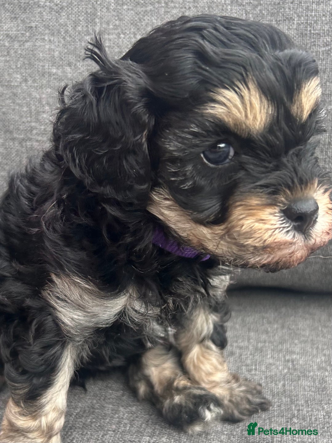 Cavapoo dogs for sale: 🌟HEALTH TESTED F1B CAVAPOO MERLE STUNNING PUPPIES - Image 13