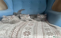 British Shorthair cats for sale: 💙 3 Gorgeous British Blue Kittens Available 💙 - Image 1