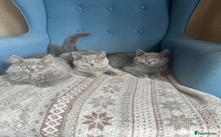 British Shorthair cats - Advert 12