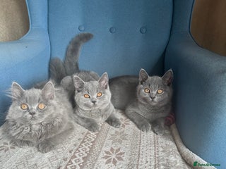 British Shorthair cats - Advert 8