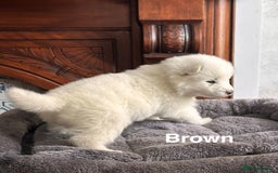 Samoyed dogs for sale: Samoyed Puppies — Ready to Reserve Now! - Image 14