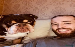 English Bulldog dogs for stud: Exclusive Tri-Colour Chocolate English Bulldog  - Image 20