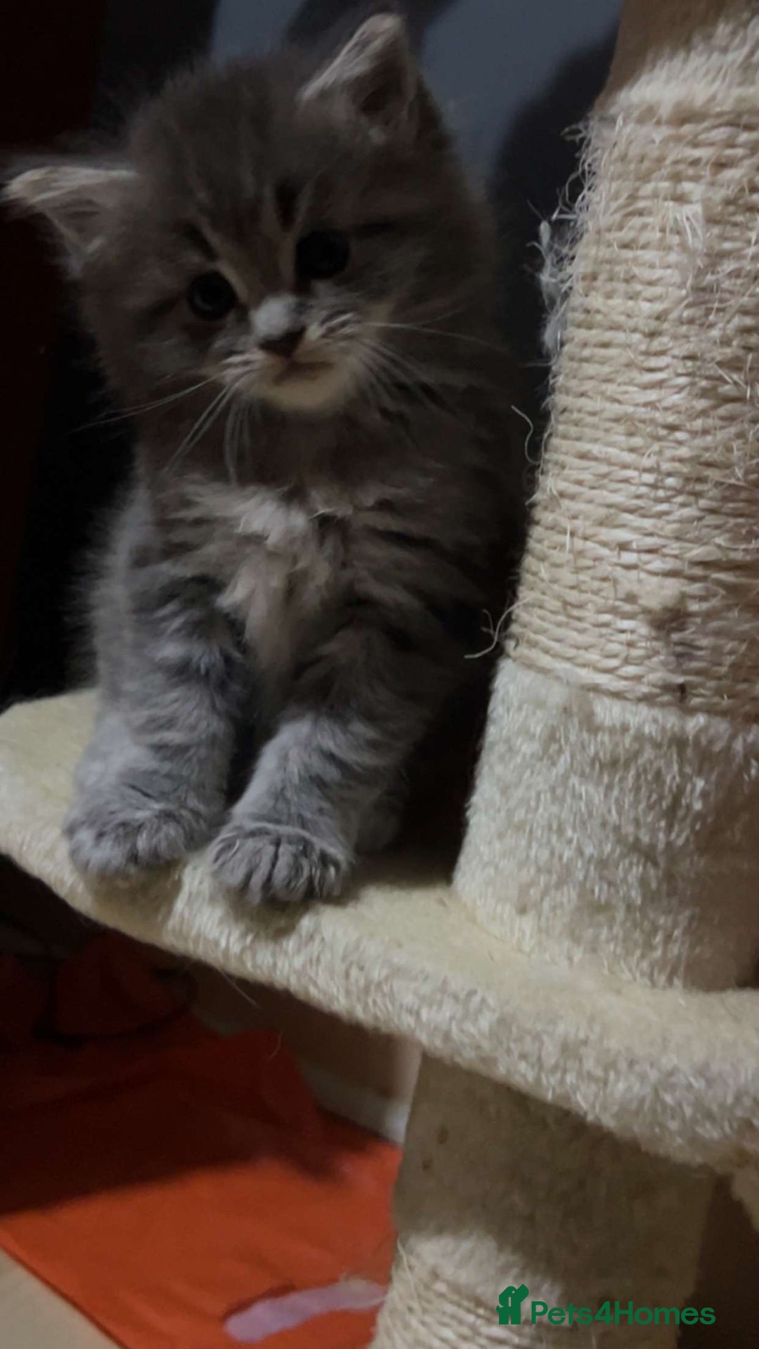 Mixed Breed cats for sale: Stunning Ragdoll x Maine Coon Kittens - Advert 26