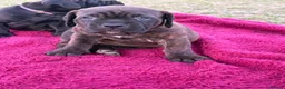 Mixed Breed dogs for sale: Cane Corso x Dogue de Bordeux stunning litter of 9 in Pulborough - Advert 34