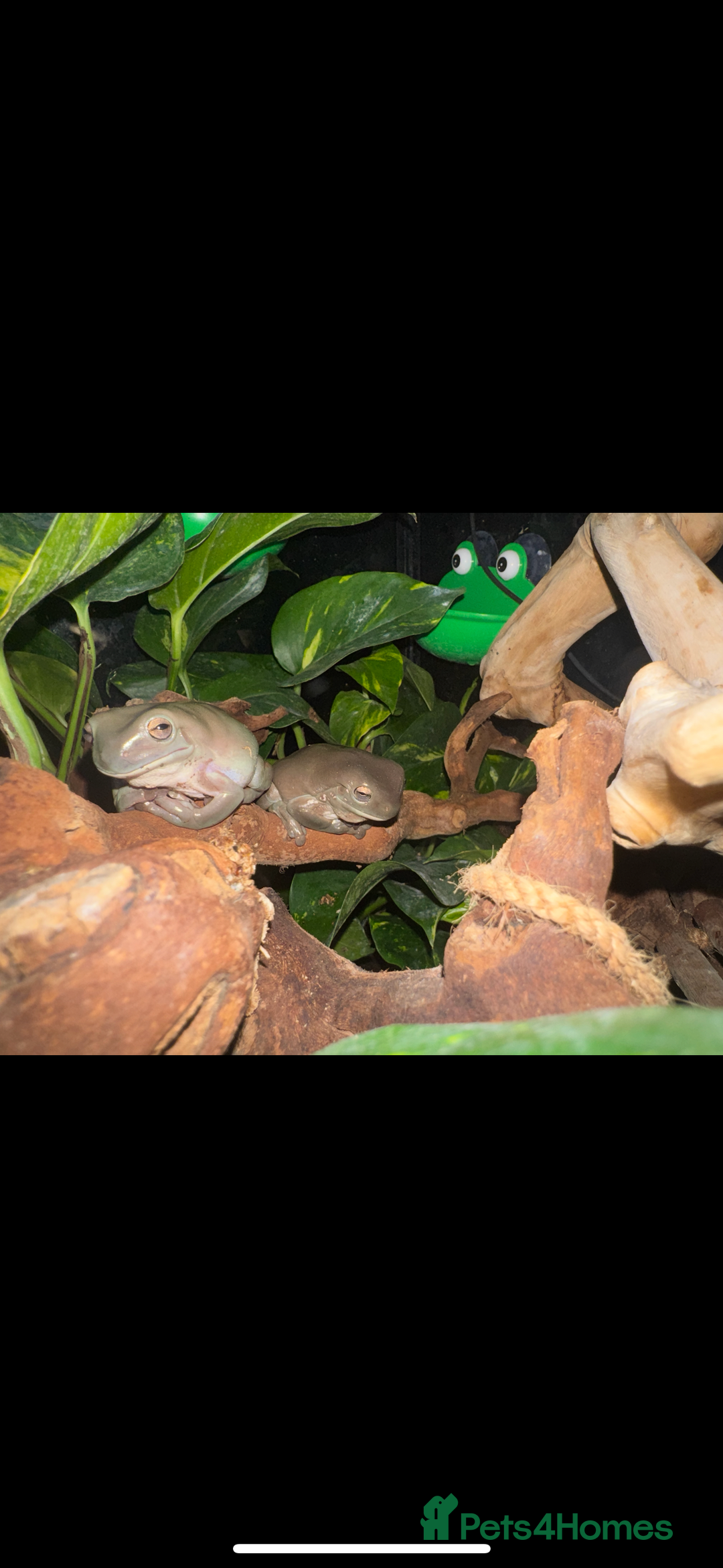 Frog reptiles for sale: Whites tree frogs x2  - Image 3