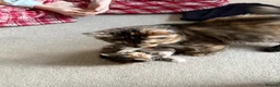 Mixed Breed cats for sale: Female Kitten  in Northampton - Advert 11
