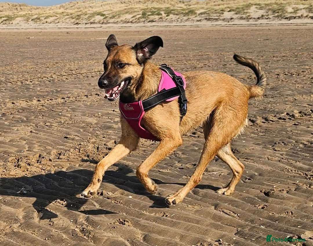 Mixed Breed dogs for adoption: BETSY-2yrs, 22kg, loves dogs/well trained/playful - Image 10