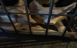 Huskita dogs for sale: Beautiful Female Huskita puppy - Image 7