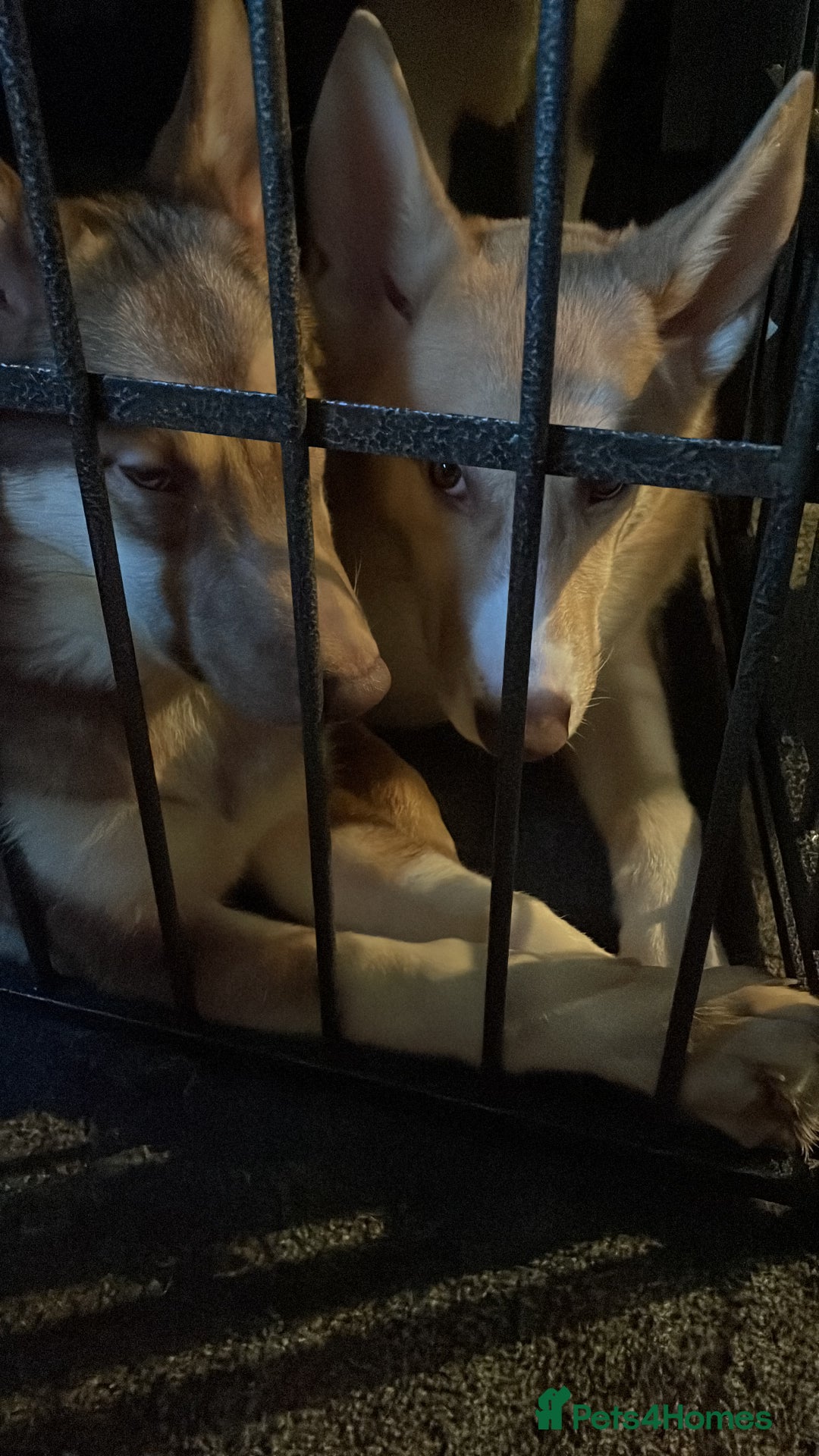 Huskita dogs for sale: Beautiful Female Huskita puppy - Image 7