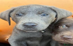 Labrador Retriever dogs for sale: Stunning Labrador puppies for sale  in Lostwithiel - Image 24