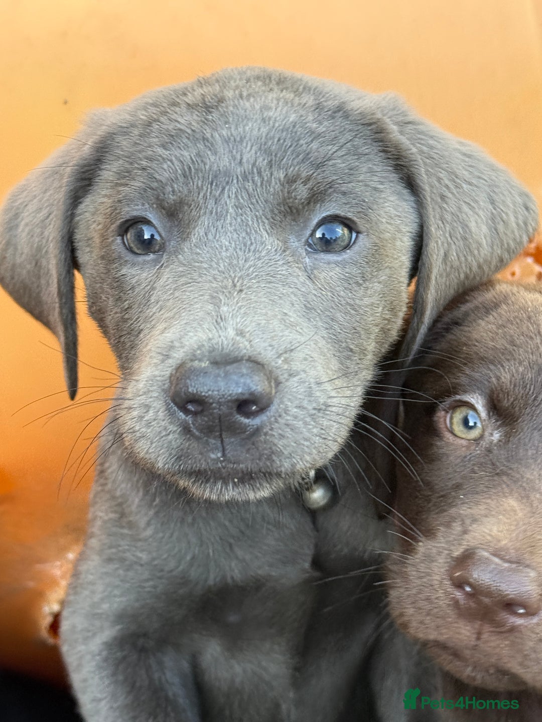 Labrador Retriever dogs for sale: Stunning Labrador puppies for sale  in Lostwithiel - Image 24