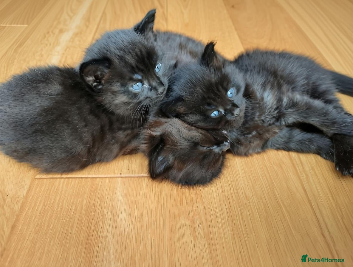 Mixed Breed cats 3 Adorable Black Kittens looking for Home - Advert 1