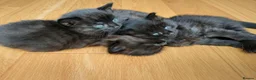 Mixed Breed cats for sale: 3 Adorable Black Kittens looking for Home - Advert 1