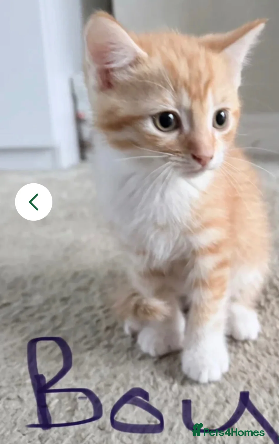 Mixed Breed cats for sale: Beautiful ginger  kittens - Advert 4