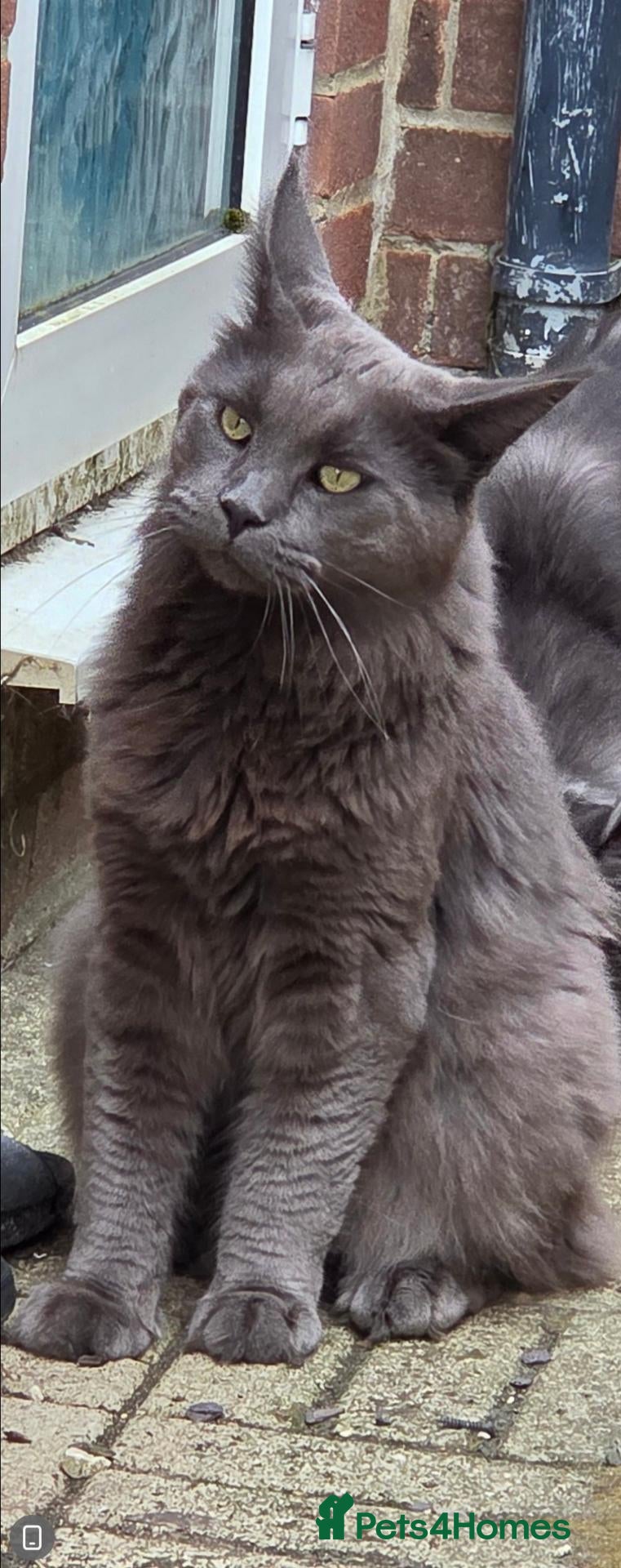 Maine Coon cats Russian Blue Maine Coon - Advert 1