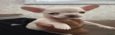 Mixed Breed 2