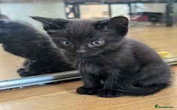 Ragdoll cats for sale: Ragdoll x tabby x British shorthair - Image 3